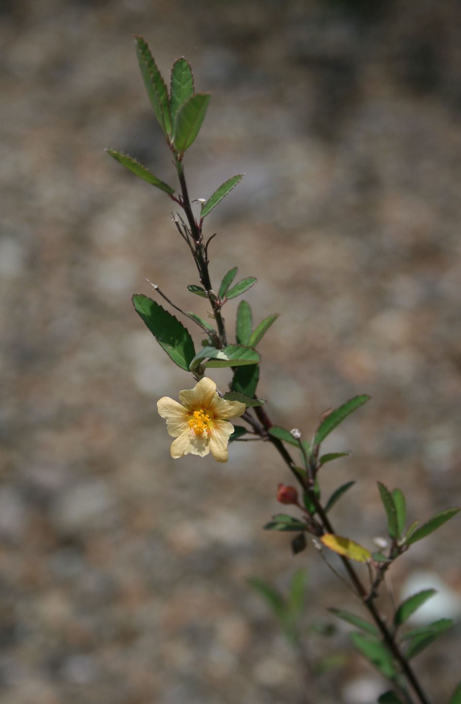 Sida rhombifolia